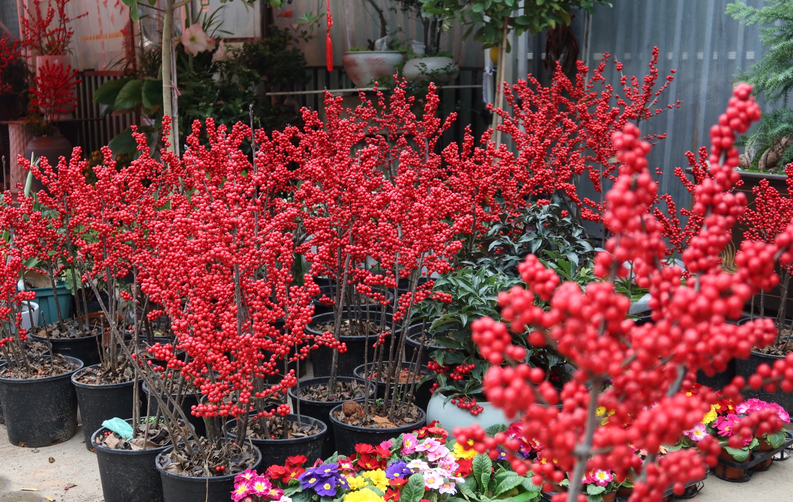 春节将至我县花卉市场春意浓