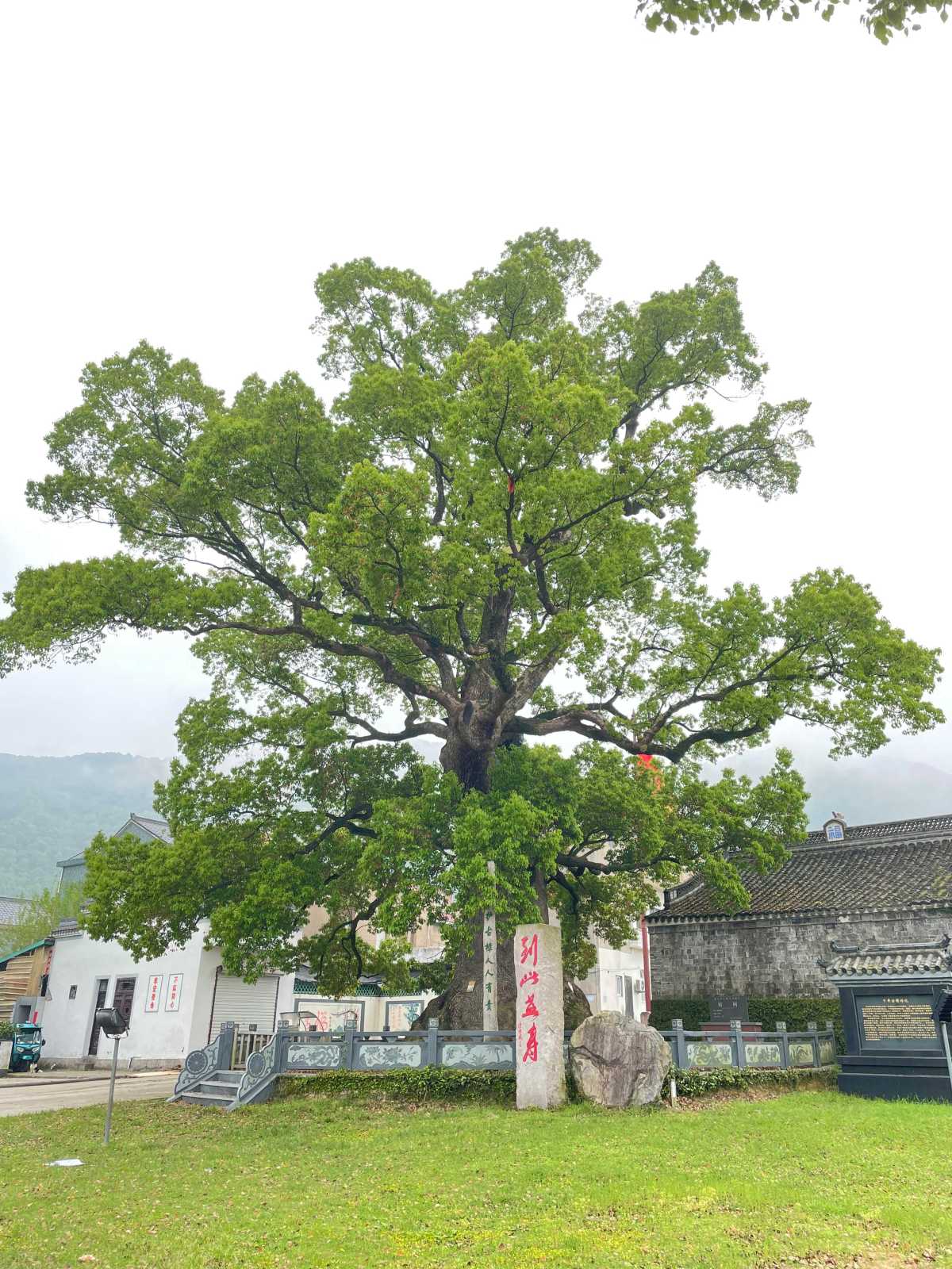 象山县东陈乡樟岙村香樟 树龄1215年（2024拍摄）.jpg
