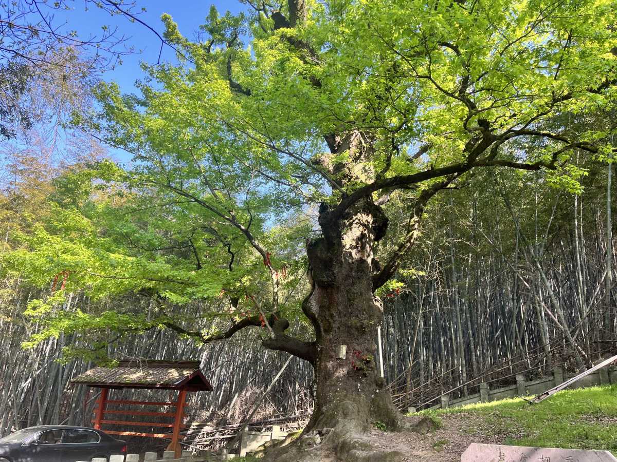 慈溪市观海卫昌明村五磊寺枫香.jpg