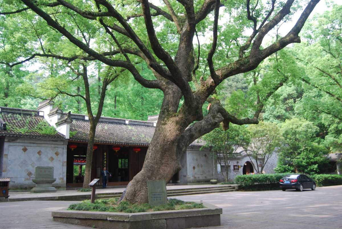 江北-樟树-潘程远-20170515.JPG